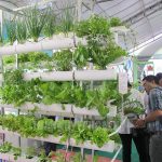 TPHCM mở rộng vùng sản xuất phát triển giống và nông nghiệp công nghệ cao