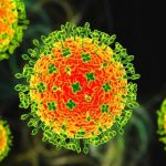 Việt Nam giám sát dịch tễ từ cửa khẩu để phòng chống virus Nipah