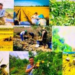Thúc đẩy phát triển nông nghiệp, nông thôn bền vững